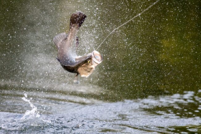 A person is hanging on to a rope while water skiing.