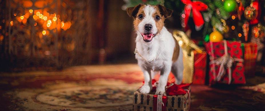Pet Friendly Christmas Celebrations in RV Parks